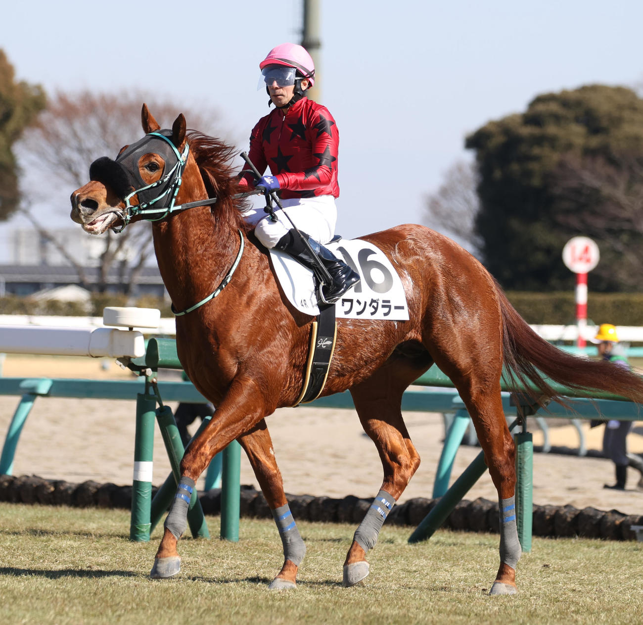 中山4R、新馬戦を制したワンダラーと内田騎手（撮影・柴田隆二）