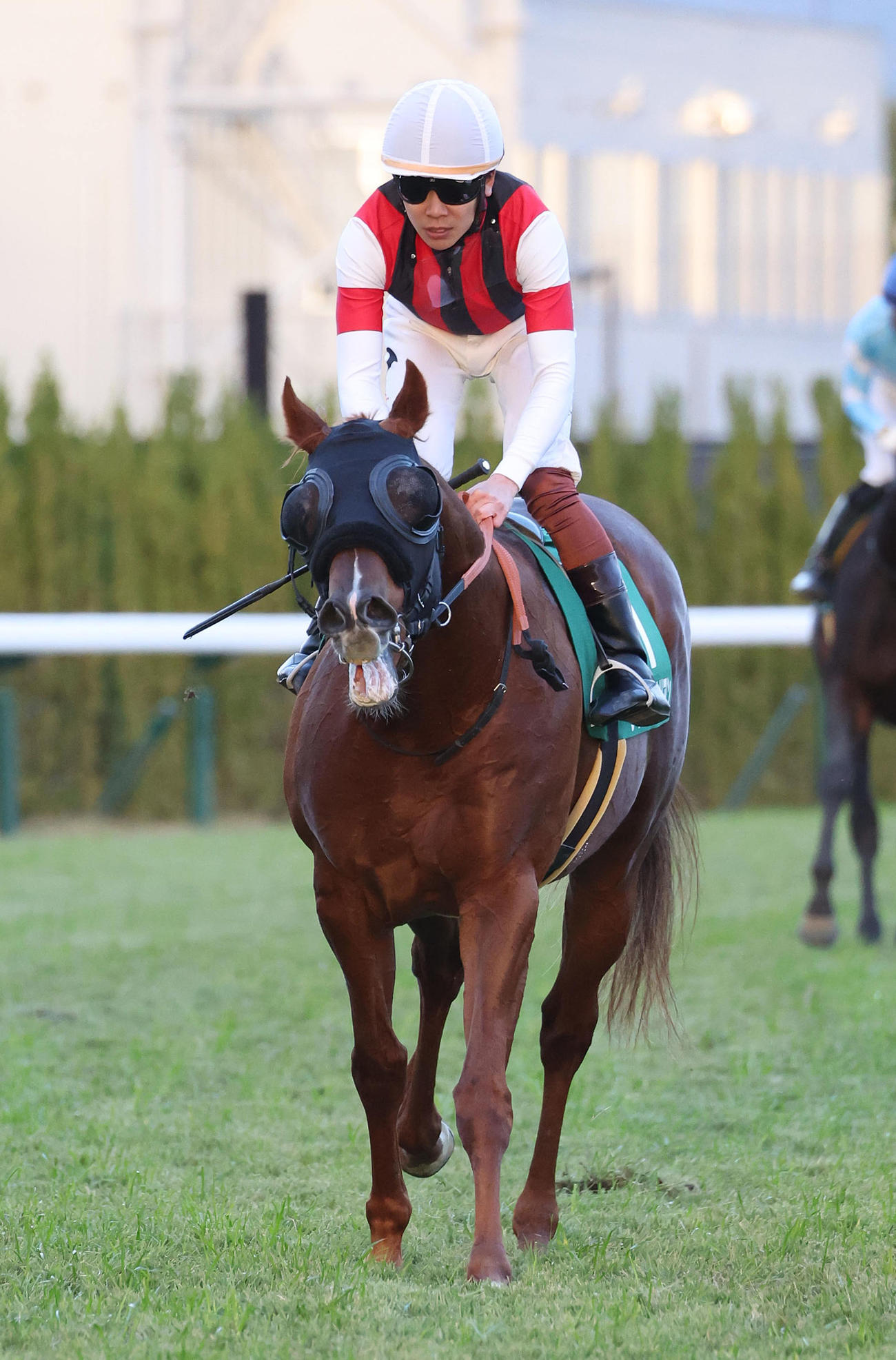 京阪杯2着に敗れたウインカーネリアン
