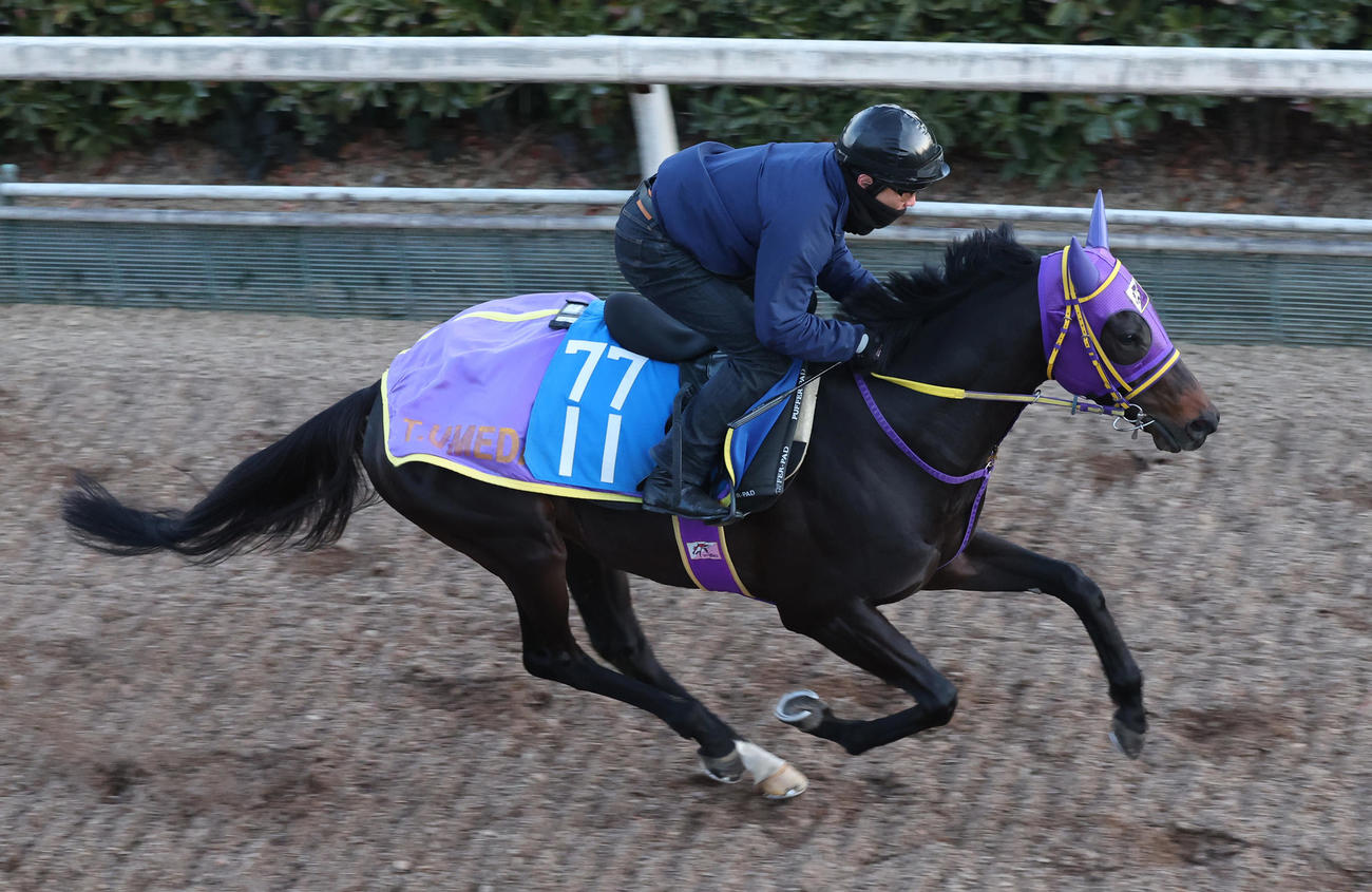 坂路で追い切るペアポルックス