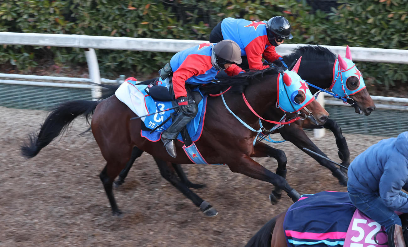 坂路を併せ馬で追い切るタガノビューティー（手前）