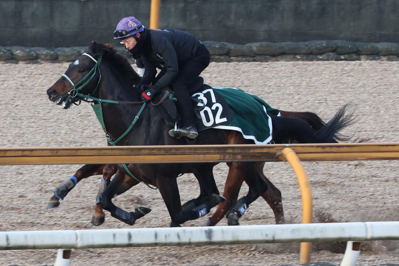 Cウッドを併せ馬で追い切ったランスオブカオス（手前）