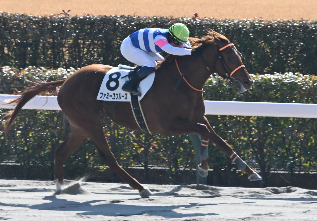 東京2R、3歳未勝利を制したファミーユウルーズと武藤騎手（撮影・千葉一成）