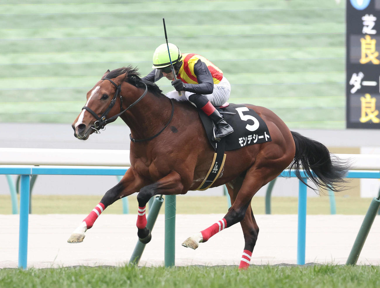京都9R、逃げ切って白梅賞を制したモンテシート（撮影・白石智彦）