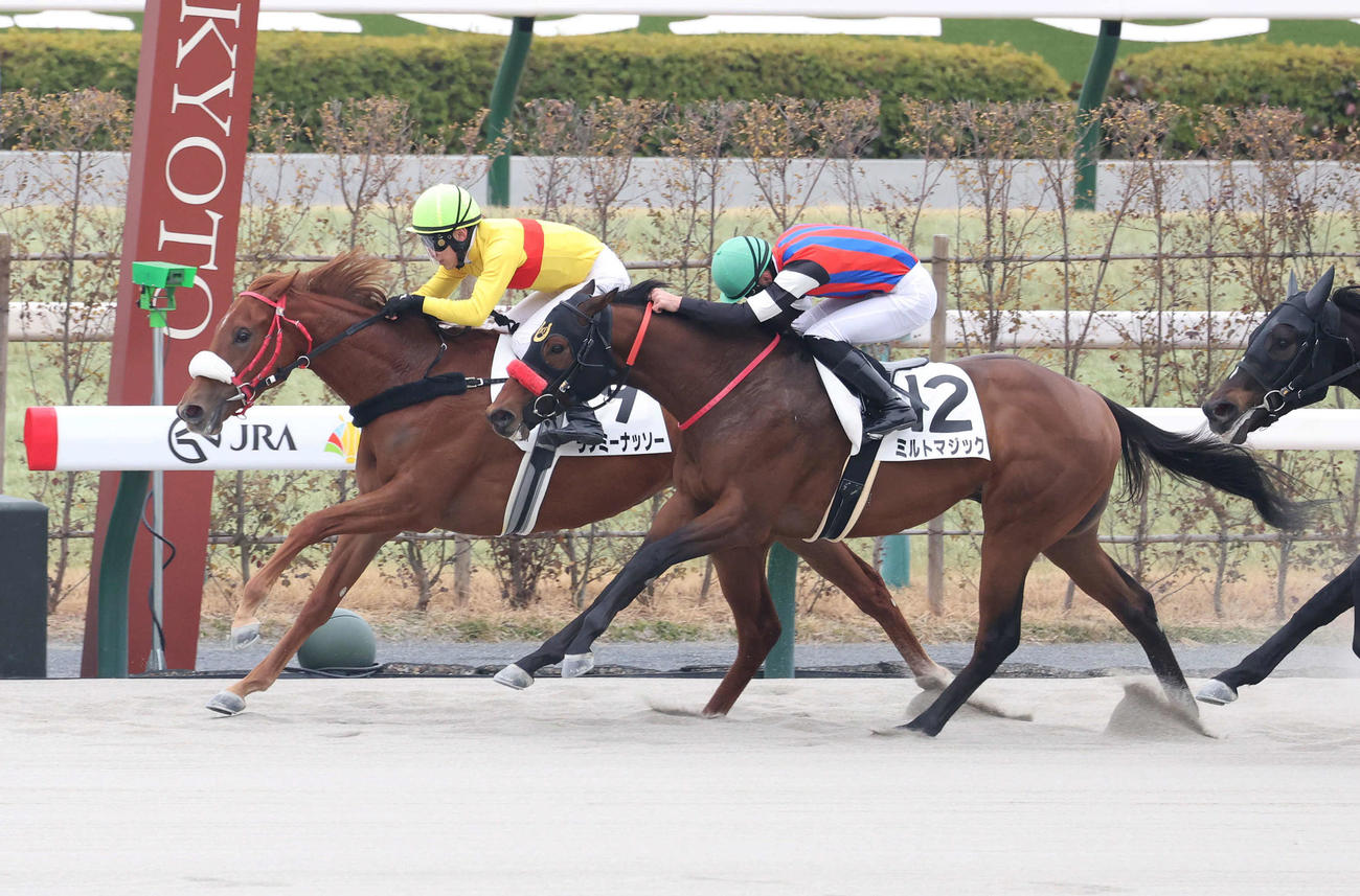 京都5R、ラブミーナッソー（左）がミルトマジックとのたたきあいを制し新馬勝ち（撮影・白石智彦）