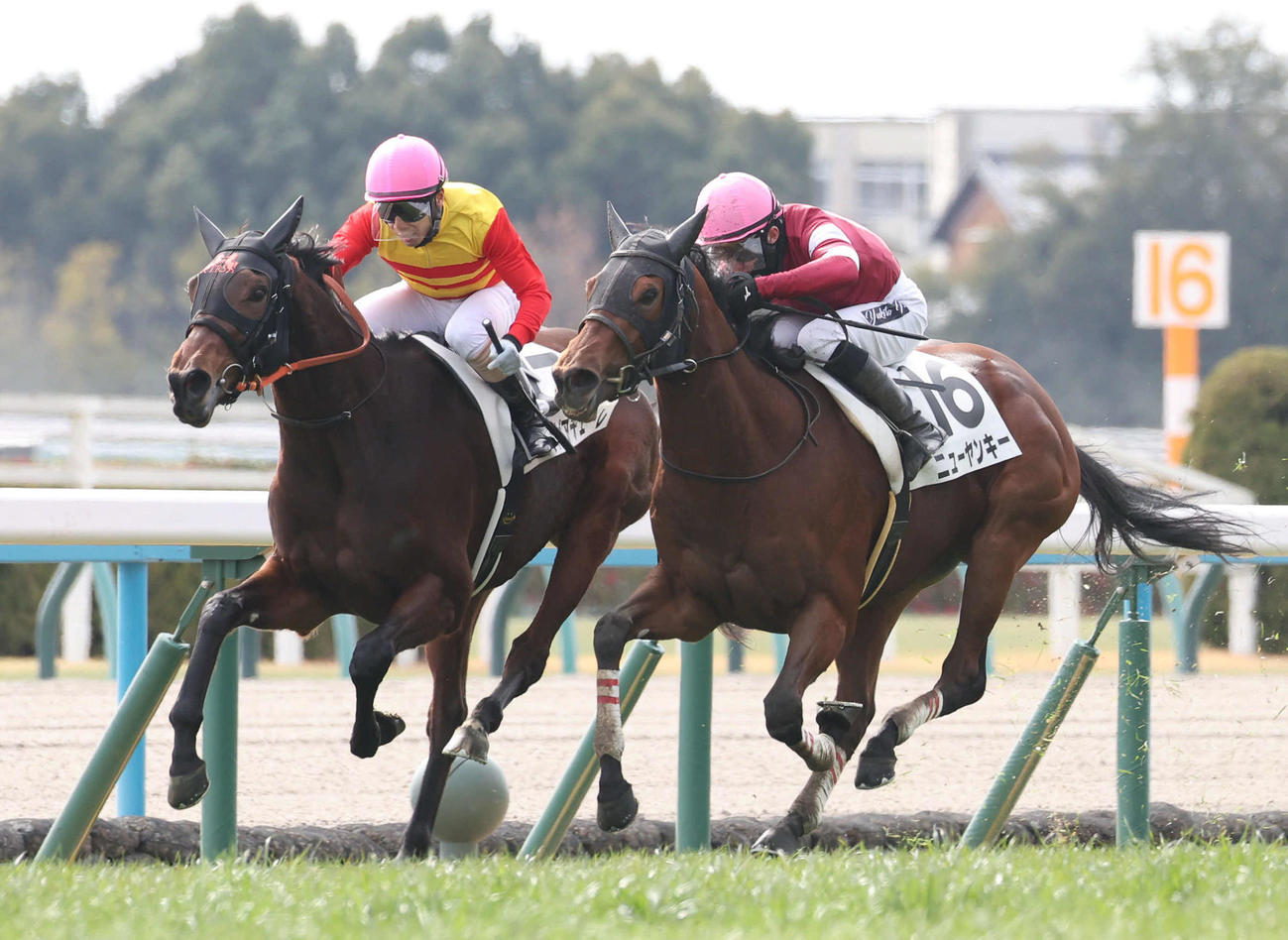 京都5R、ニューヤンキー（右）との接戦を制して新馬戦を勝利したハギノピアチェーレ（撮影・白石智彦）