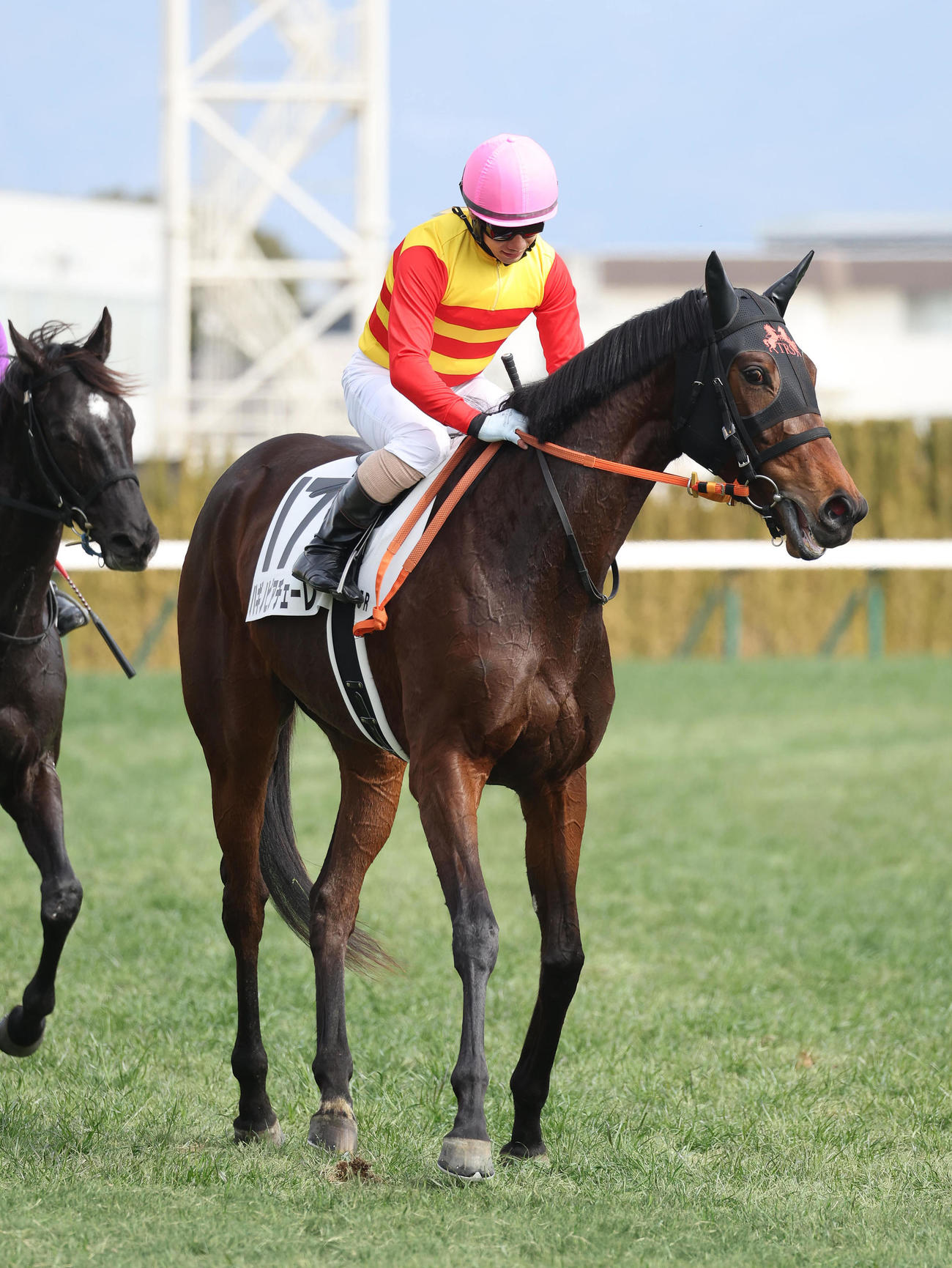 京都5R、新馬戦を勝利したハギノピアチェーレ（撮影・白石智彦）
