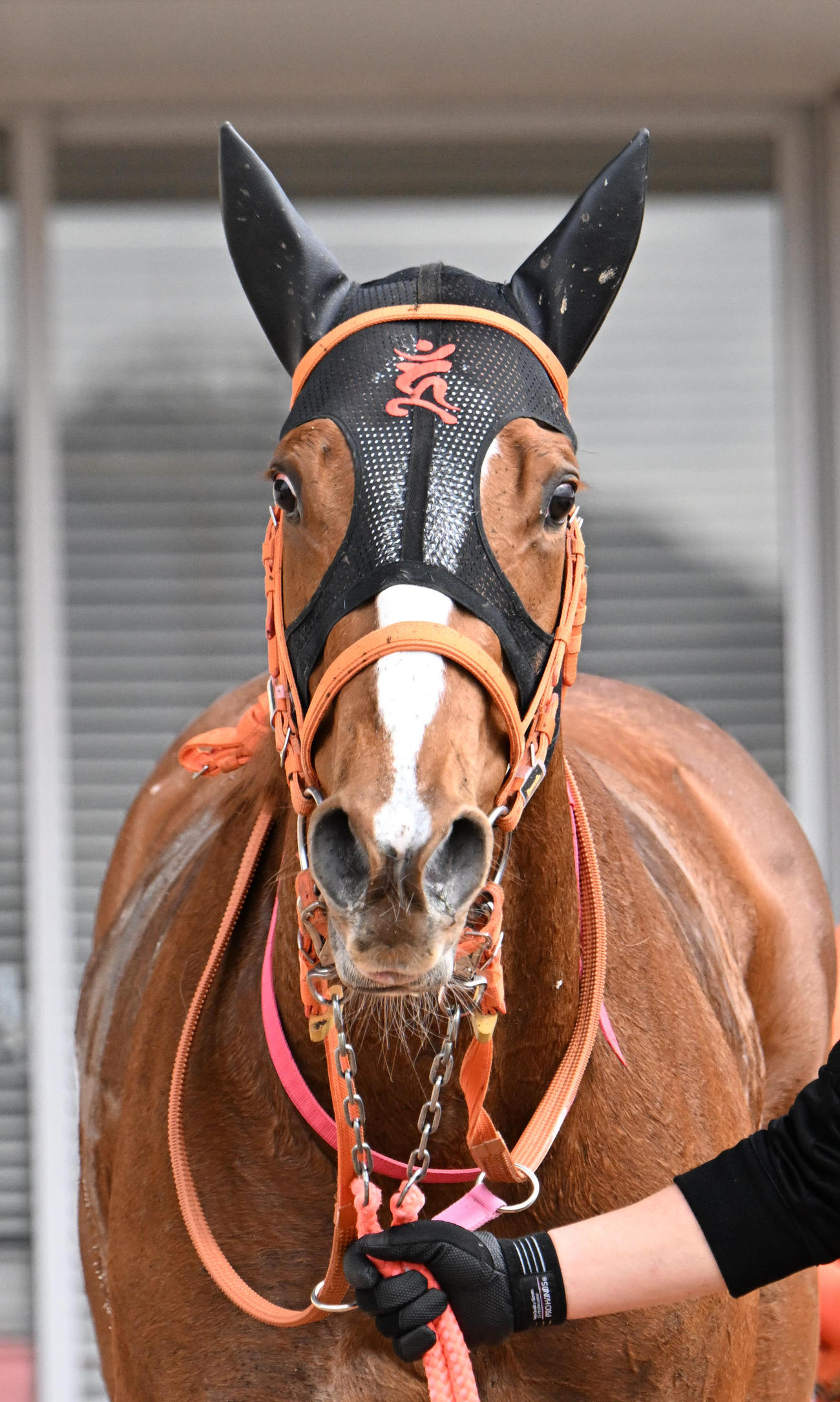 新馬戦で勝利したモズリバーシャトー（撮影・和賀正仁）