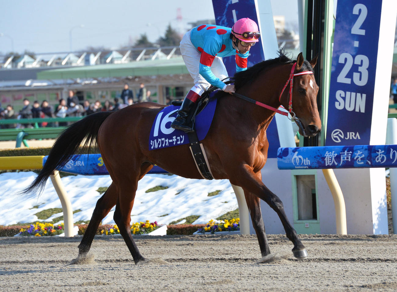 シルクフォーチュン（2014年2月23日撮影）