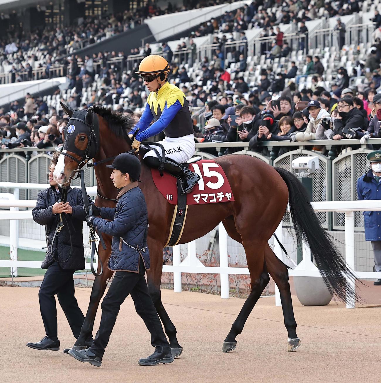 ママコチャ（2024年12月21日撮影）