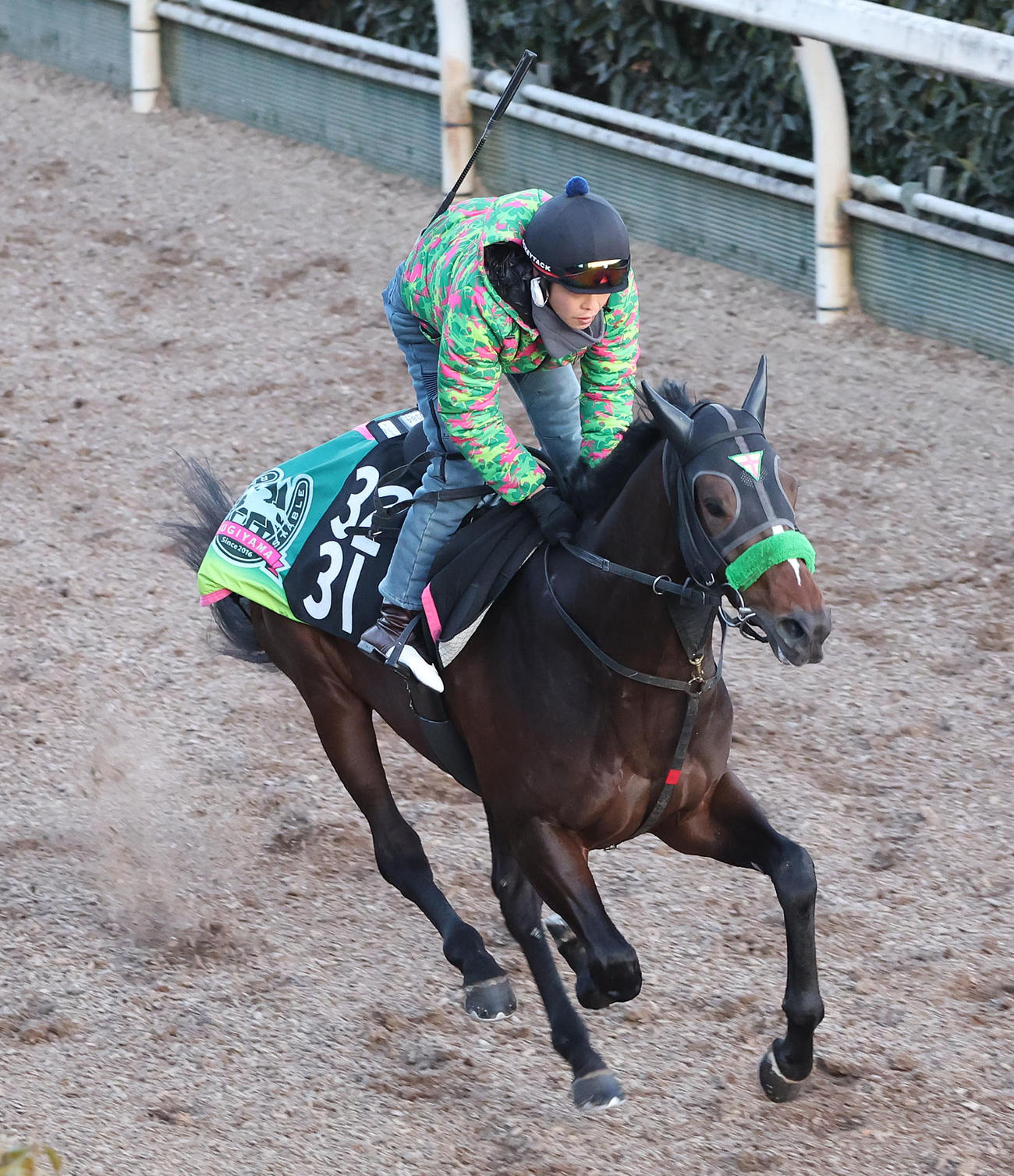 坂路を単走で追い切るサトノシャイニング（撮影・白石智彦）
