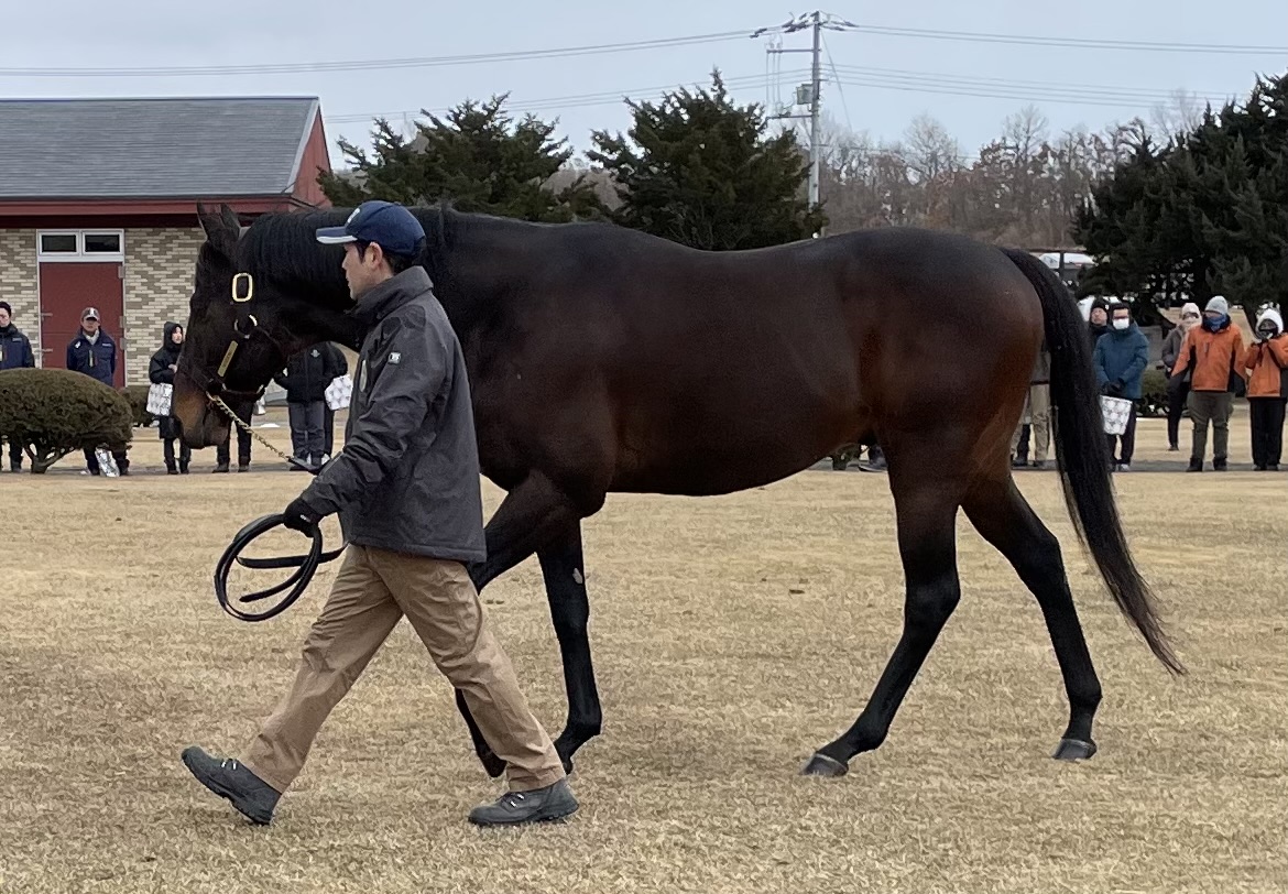 ブリーダーズ・スタリオン・ステーションの種牡馬展示会でのキセキ