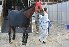 地方競馬教養センターで輸出検査を開始したイグナイター（提供・地方競馬全国協会）