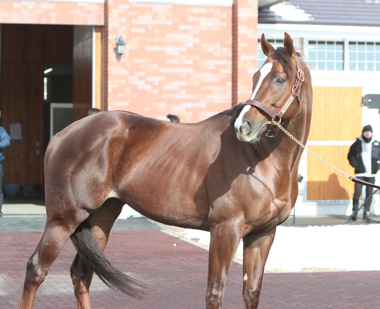 お披露目された新種牡馬セリフォス（撮影・奥村晶治）