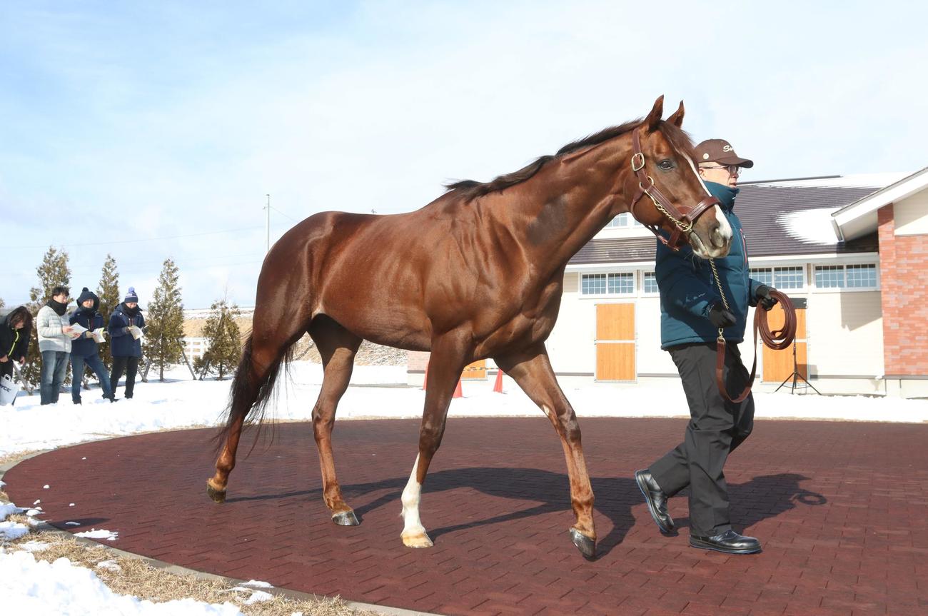 パレードリングを周回する新種牡馬セリフォス（撮影・奥村晶治）