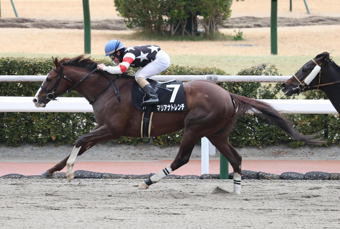 直線抜け出して豊前Sを制したマリアナトレンチ。鞍上の松若騎手は復帰後初勝利（撮影・白石智彦）