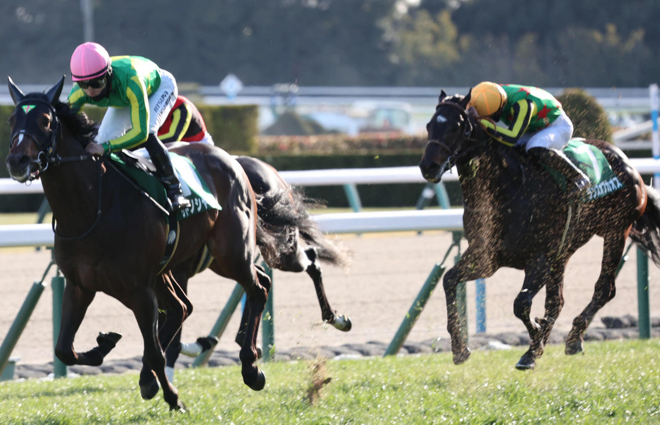 きさらぎ賞3着に敗れたランスオブカオス（右）。左は勝ったサトノシャイニング（撮影・西尾就之）