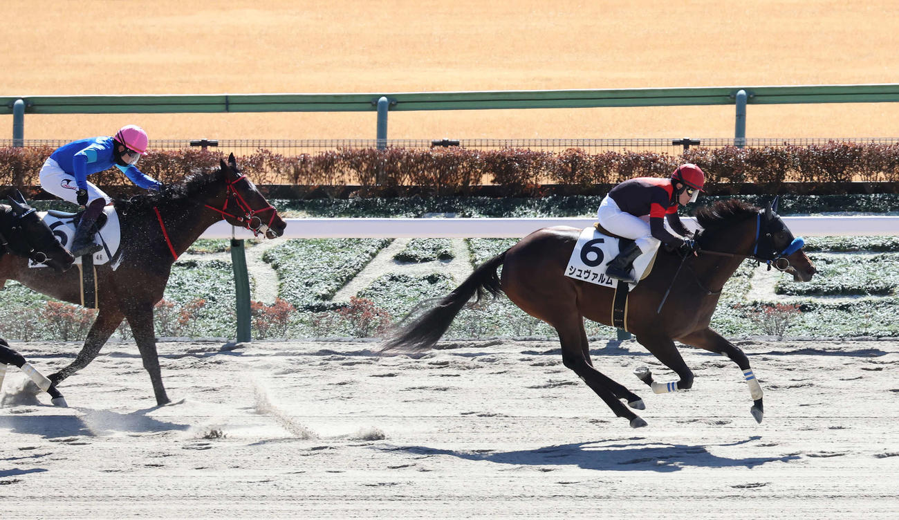 東京4R、3歳新馬戦を制したシュヴァルムと丸田騎手（撮影・丹羽敏通）