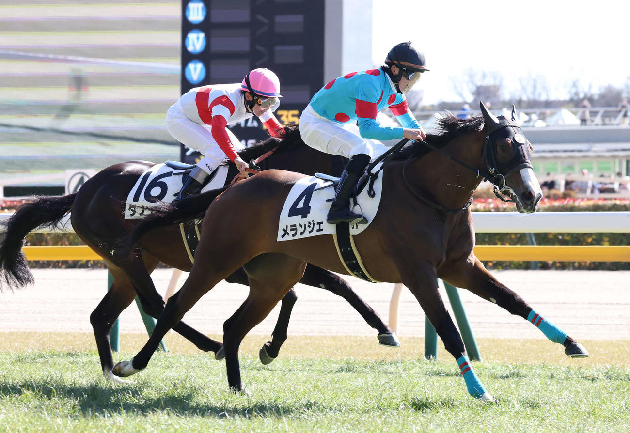 東京5R、3歳新馬戦を制したメランジェと菅原明騎手（撮影・丹羽敏通）