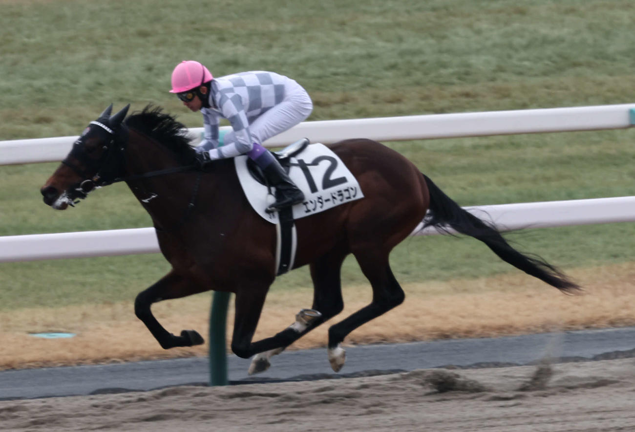 京都3R、武豊騎手騎乗のエンダードラゴンは後続を大きく引き離し勝利（撮影・西尾就之）