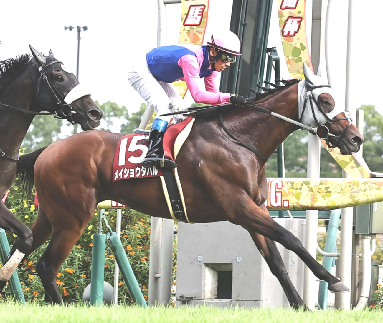 半馬身差で神戸新聞杯を逃げ切ったメイショウタバルと浜中騎手。左は2着ジューンテイク（撮影・上田博志）
