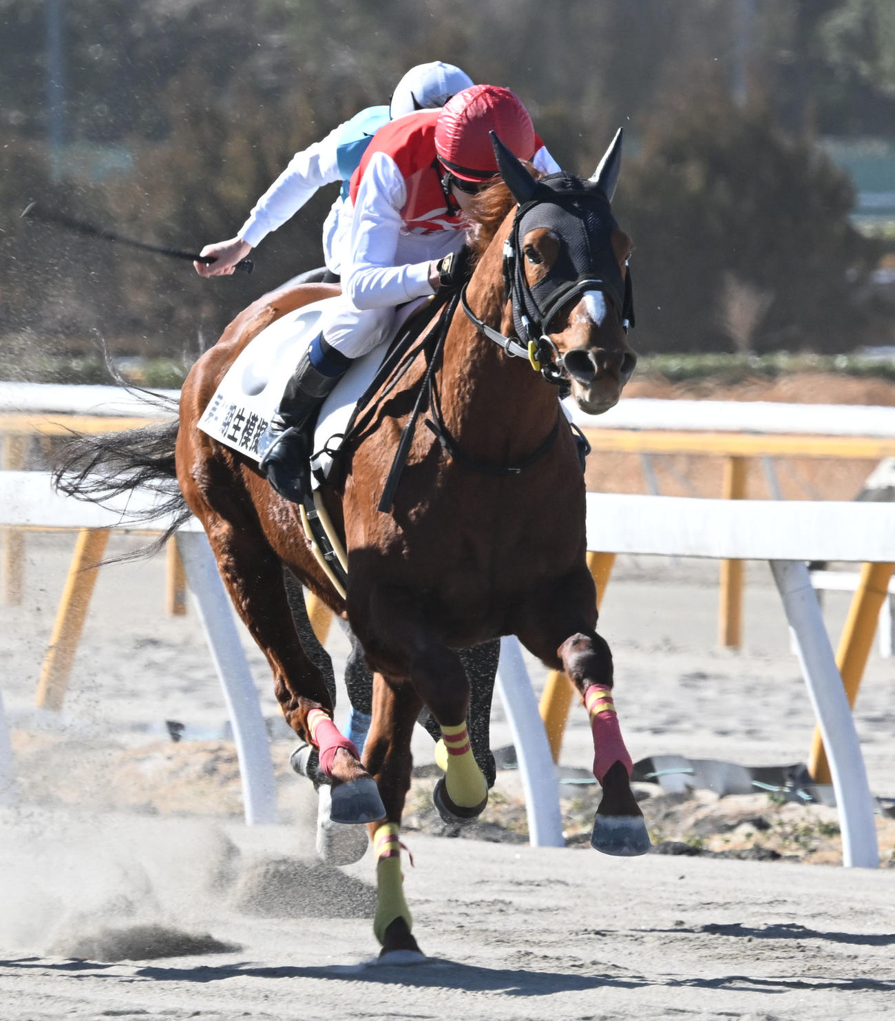 競馬学校騎手課程41期生の模擬レースに出走したダテノイグナイト鞍上の和田騎手の長男陽希（撮影・千葉一成）