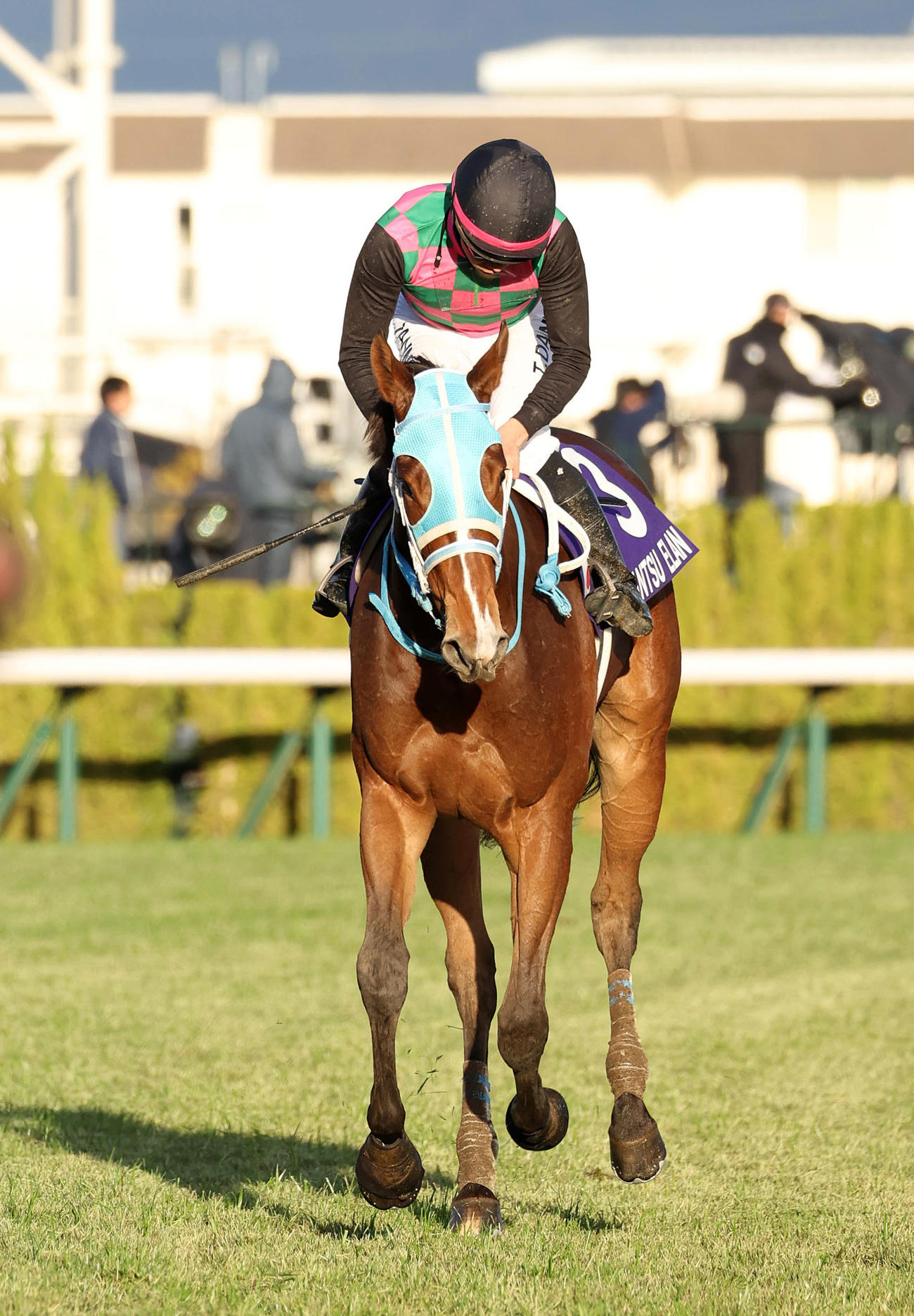 阪神JF、17着に敗れたダンツエラン（2024年12月8日撮影）