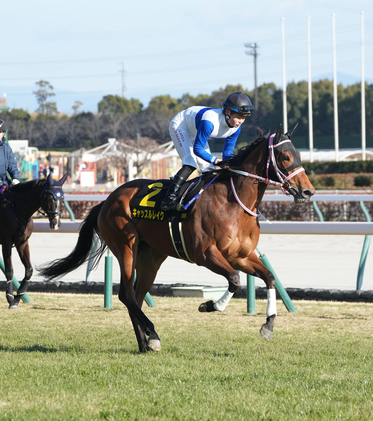 紅梅Sに出走したキャッスルレイク（2025年1月18日撮影）