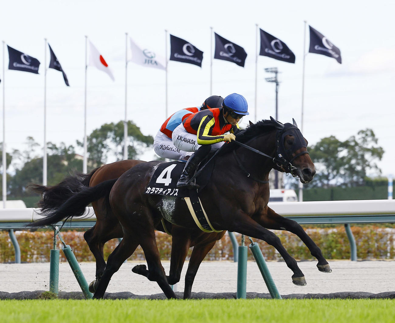 こうやまき賞を制したカラマティアノス（2024年11月30日撮影）