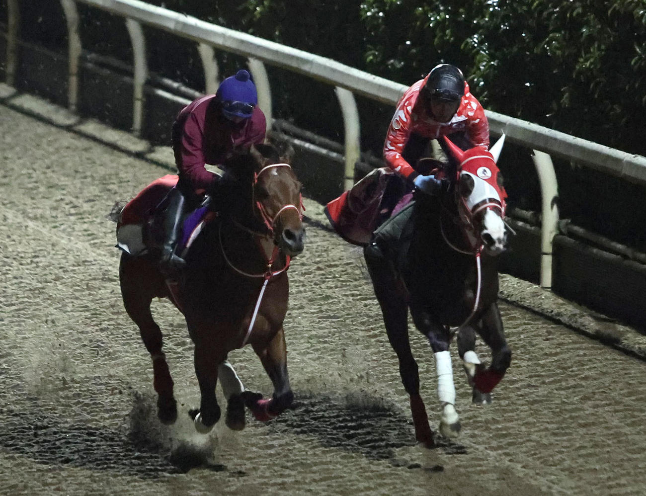 坂井騎手を背に坂路をミストレス（右）と併せ馬で追い切るフォーエバーヤング（撮影・白石智彦）