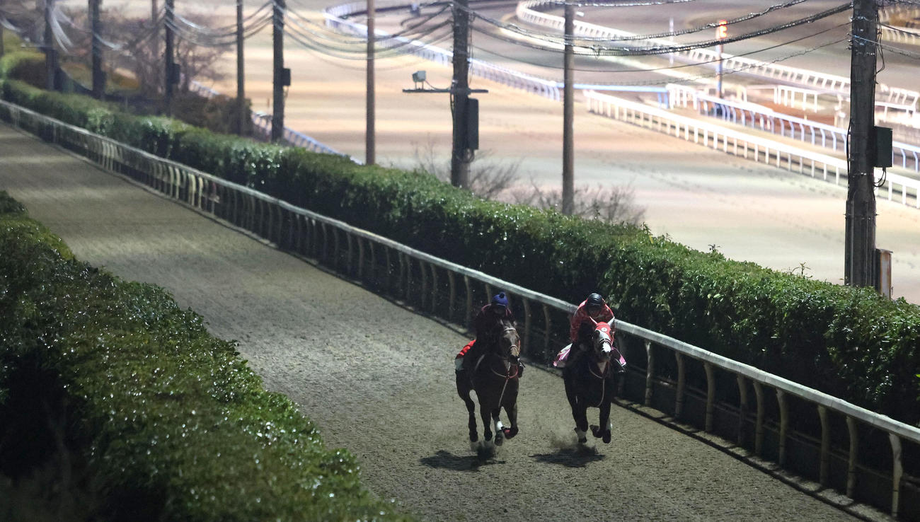 坂井騎手を背に坂路をミストレス（右）と併せ馬で追い切るフォーエバーヤング（撮影・白石智彦）