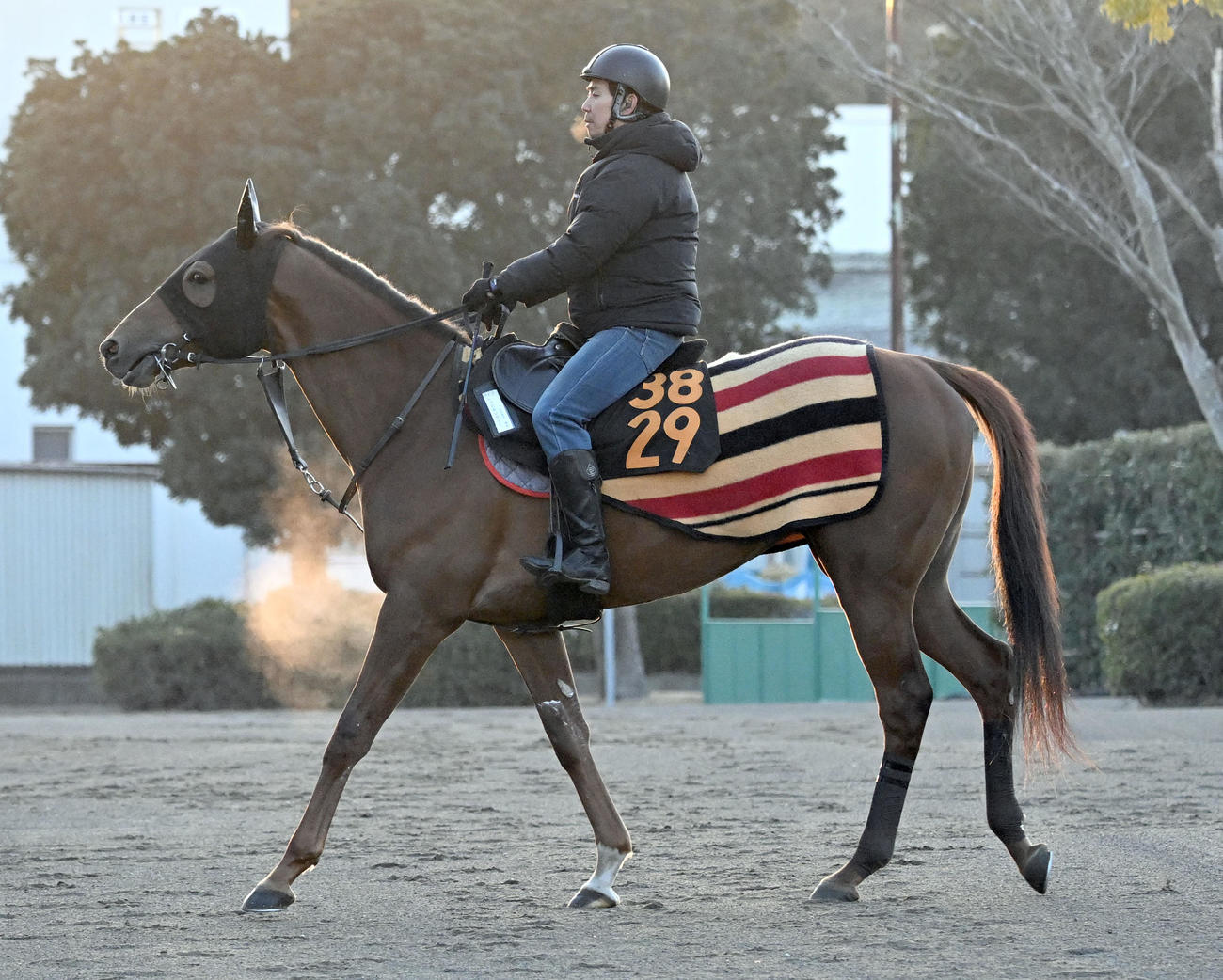 乗り運動するレッドキングリー（撮影・千葉一成）