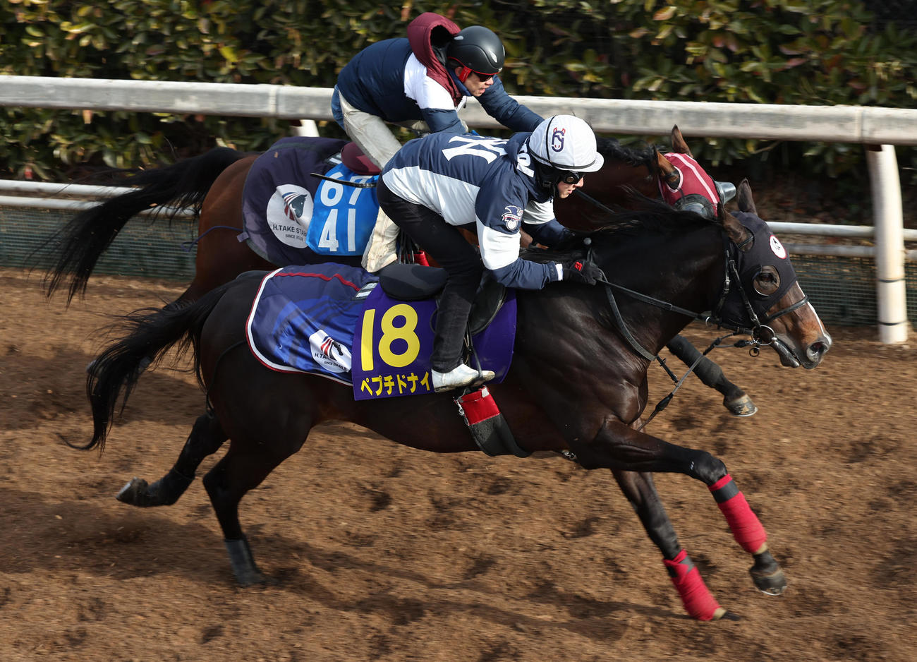 坂路にて併せ馬で追い切るペプチドナイル（手前）