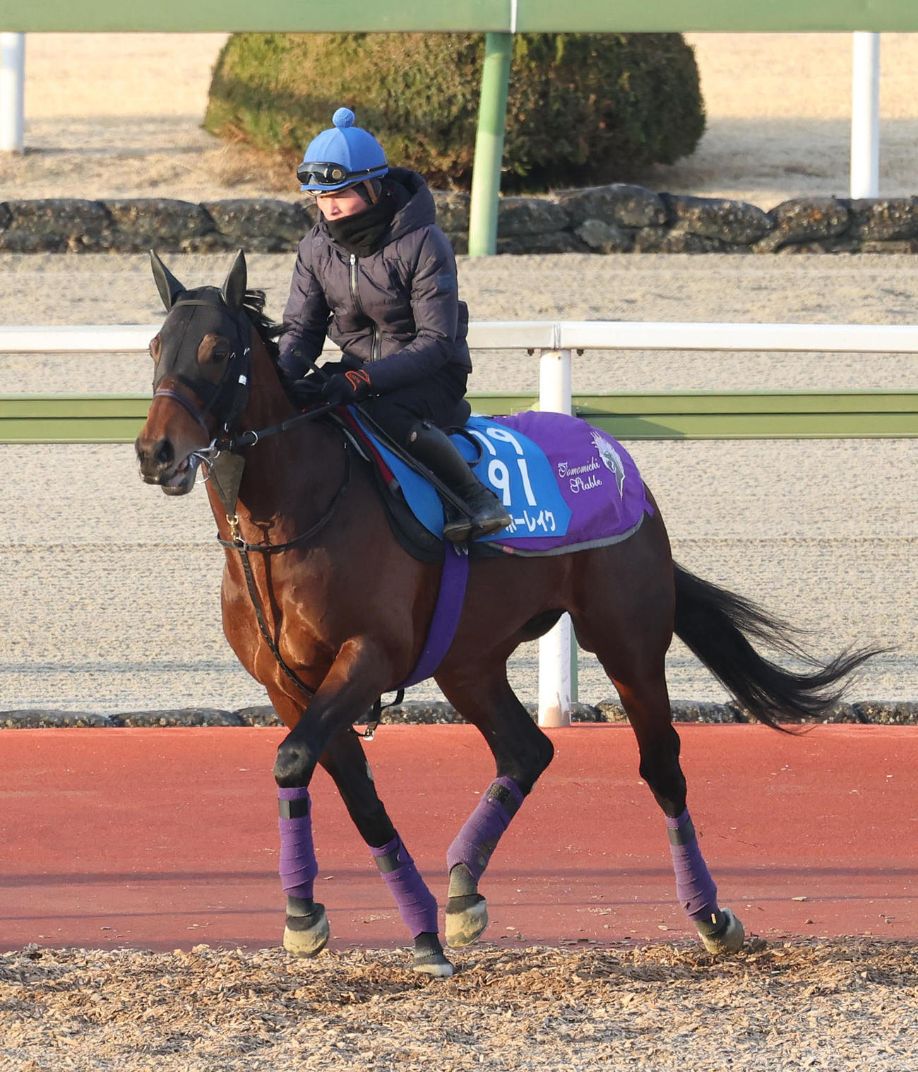 岩田望騎手を背に馬場入りするヨーホーレイク（撮影・白石智彦）