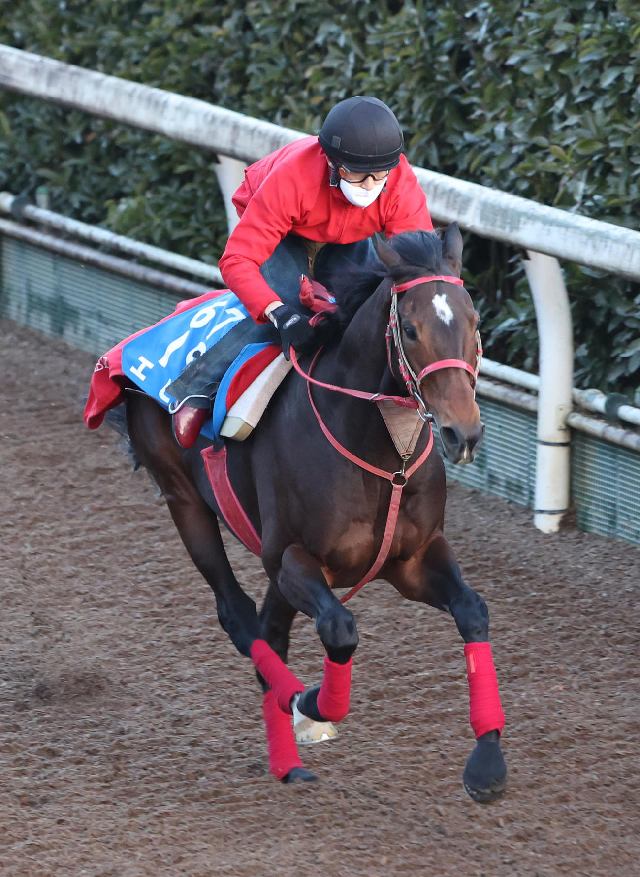 坂路を単走で追い切るエヒト（撮影・白石智彦）