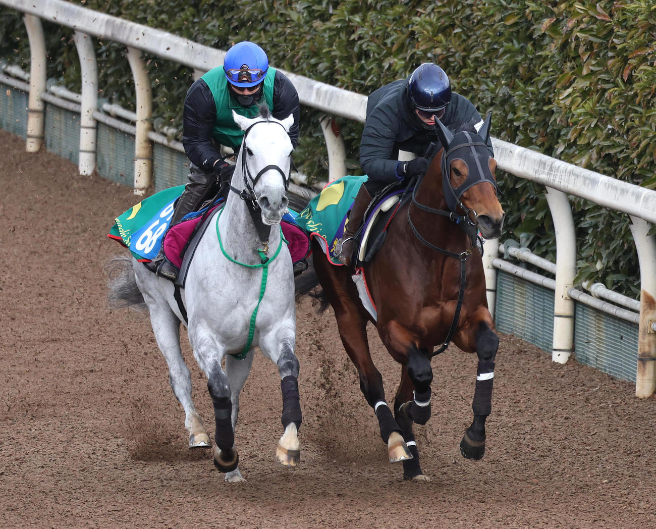 鮫島駿騎手を背に坂路をアメリカンエール（左）と併せ馬で追い切るサンデーファンデー（撮影・白石智彦）
