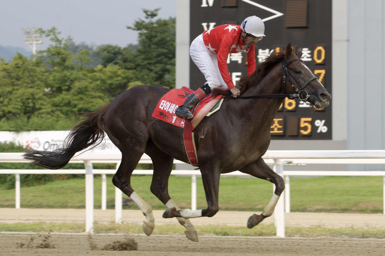 15年、ソウル競馬場で行われたアジアチャレンジCに出走した9着のタイセイレジェンドと的場文男騎手