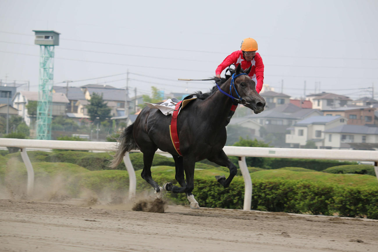 18年7月17日、ゴール板に驚いたタマモサーティーンから落馬したが、着地がゴール後だったため1勝を積み重ねた的場文男騎手