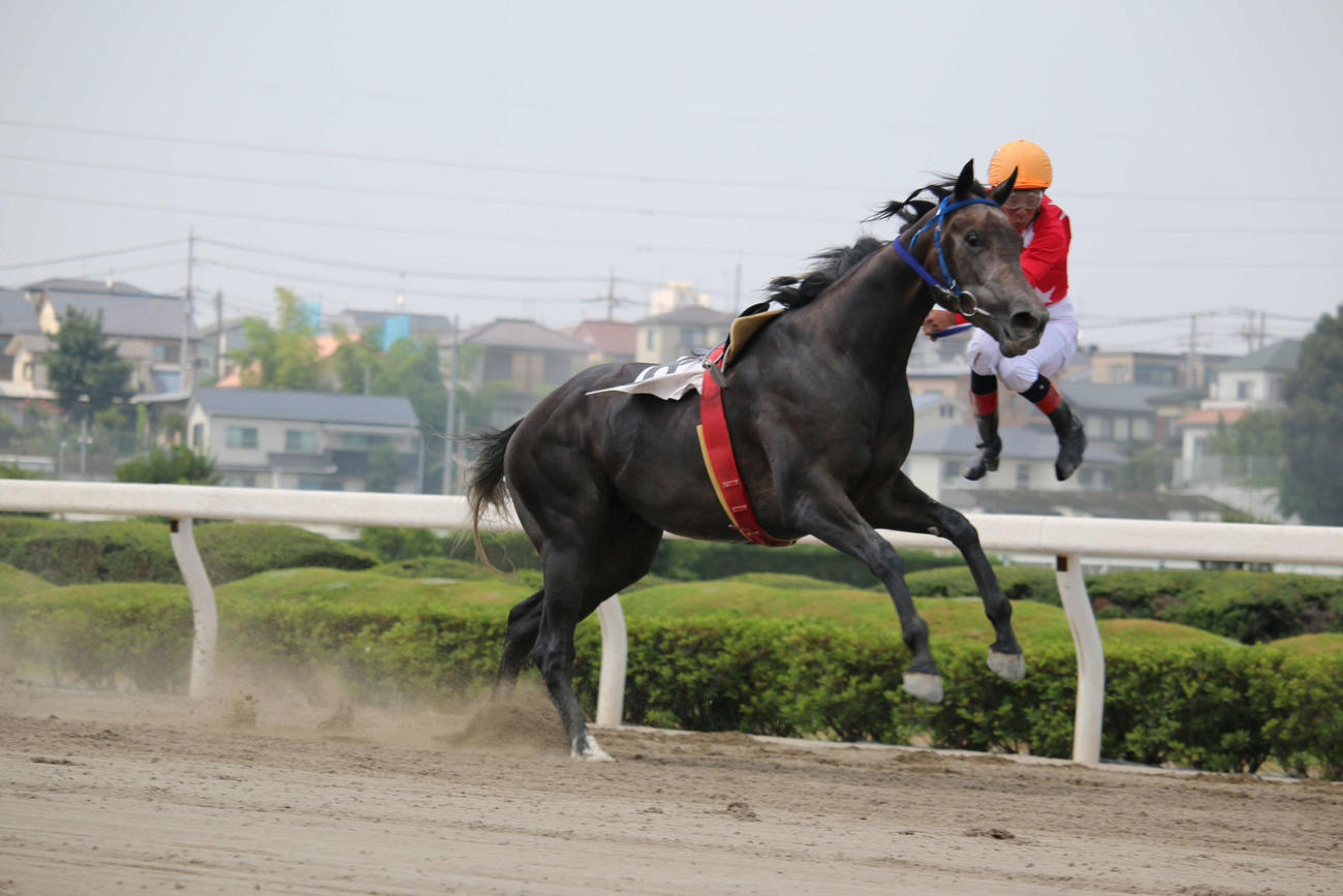 18年7月17日、ゴール板に驚いたタマモサーティーンから落馬したが、着地がゴール後だったため1勝を積み重ねた的場文男騎手