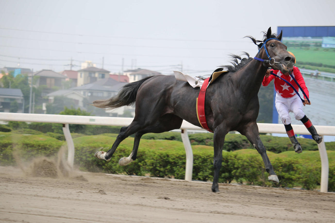 18年7月17日、ゴール板に驚いたタマモサーティーンから落馬したが、着地がゴール後だったため1勝を積み重ねた的場文男騎手