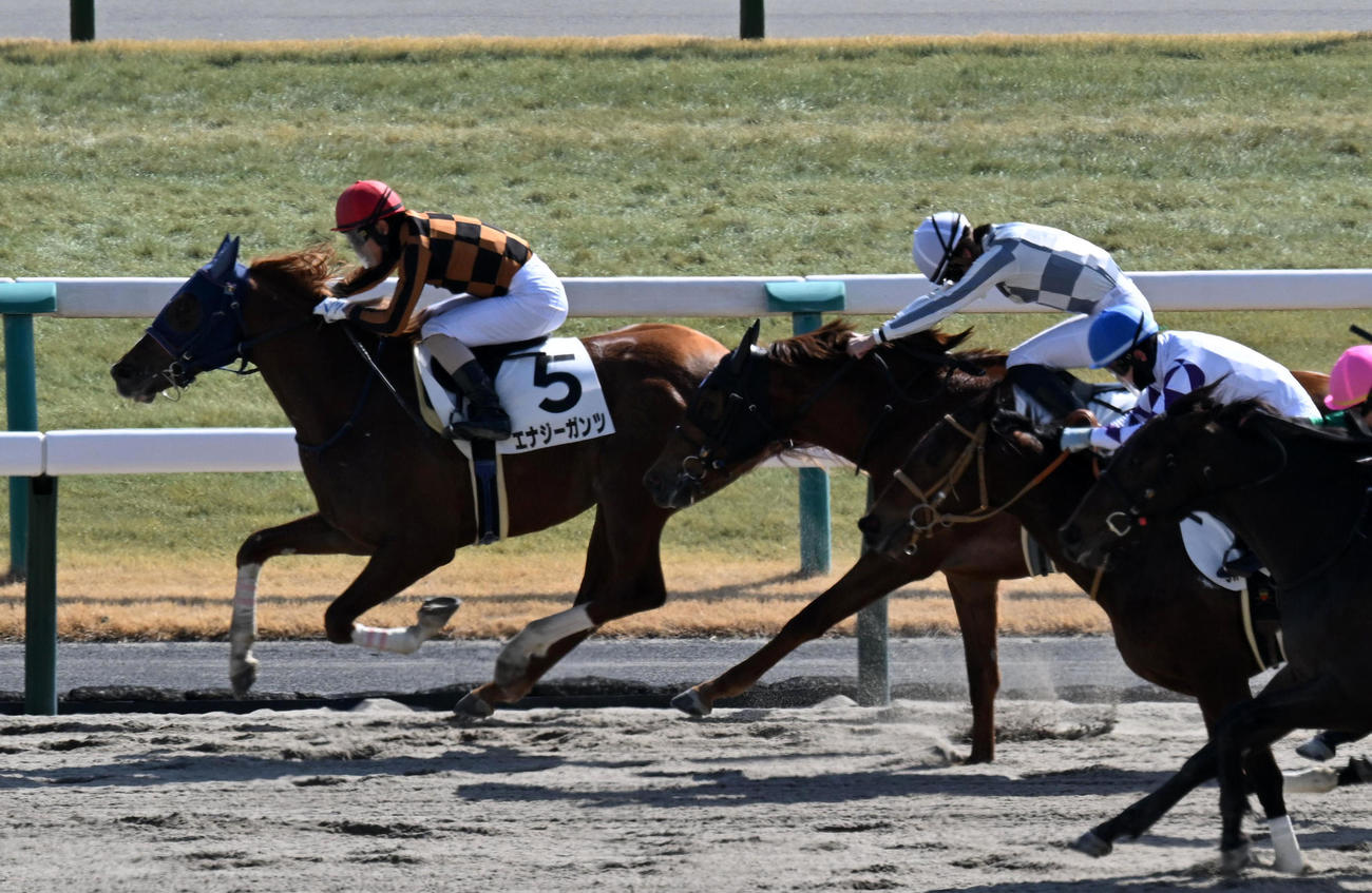 新馬戦を制したエナジーガンツ（撮影・前岡正明）