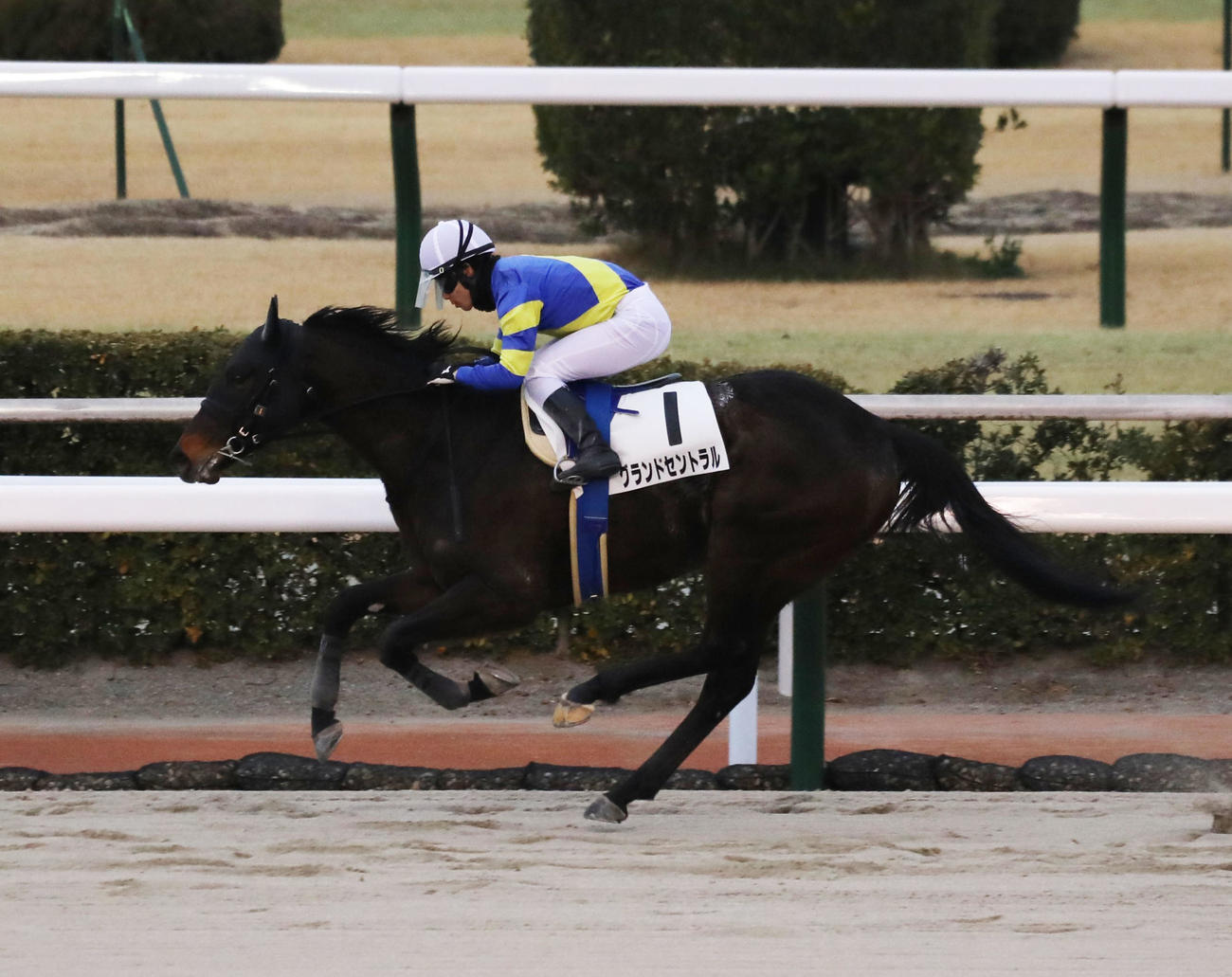 小倉12Rを制したグランドセントラルと秋山稔樹騎手（撮影・鬼束羽瑠菜）