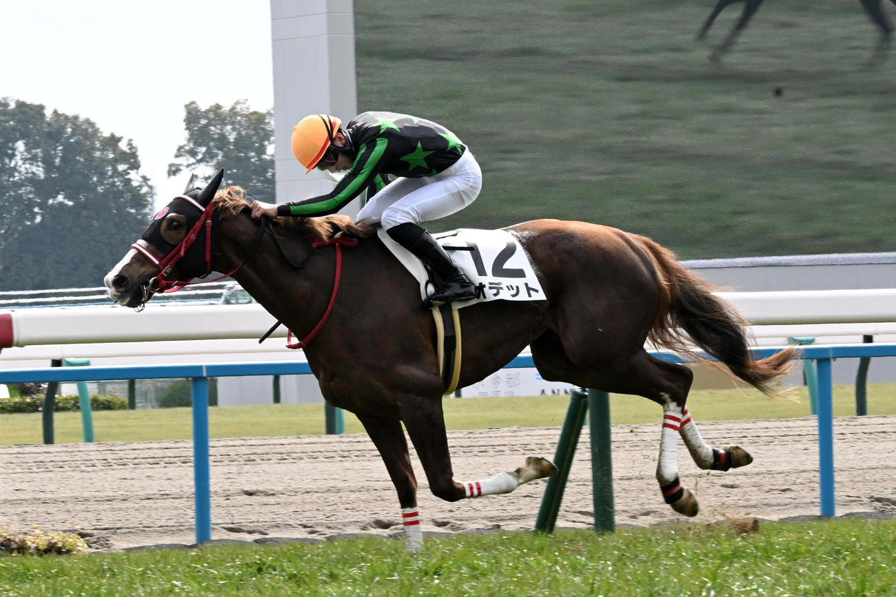 5R3歳未勝利を制したオデット（撮影・前岡正明）