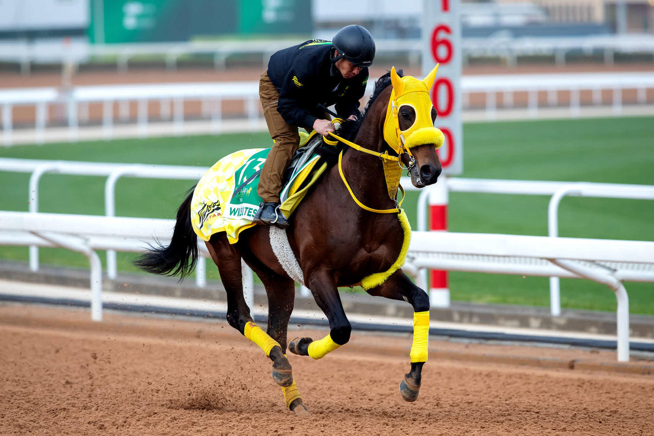 16日朝のウィルソンテソーロ（C）Jockey Club of Saudi Arabia／Ali Al－Abdullah