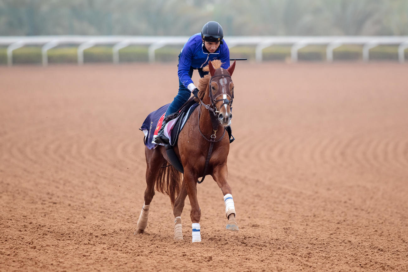 16日朝のビザンチンドリーム（（C）Jockey Club of Saudi Arabia／Ali Al－Abdullah）