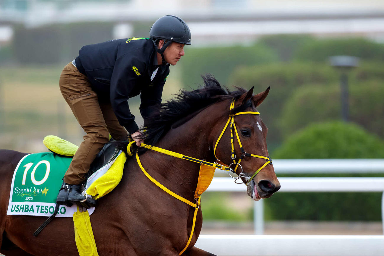 16日朝のウシュバテソーロ（Jockey Club of Saudi Arabia／Ali Al－Abdullah）