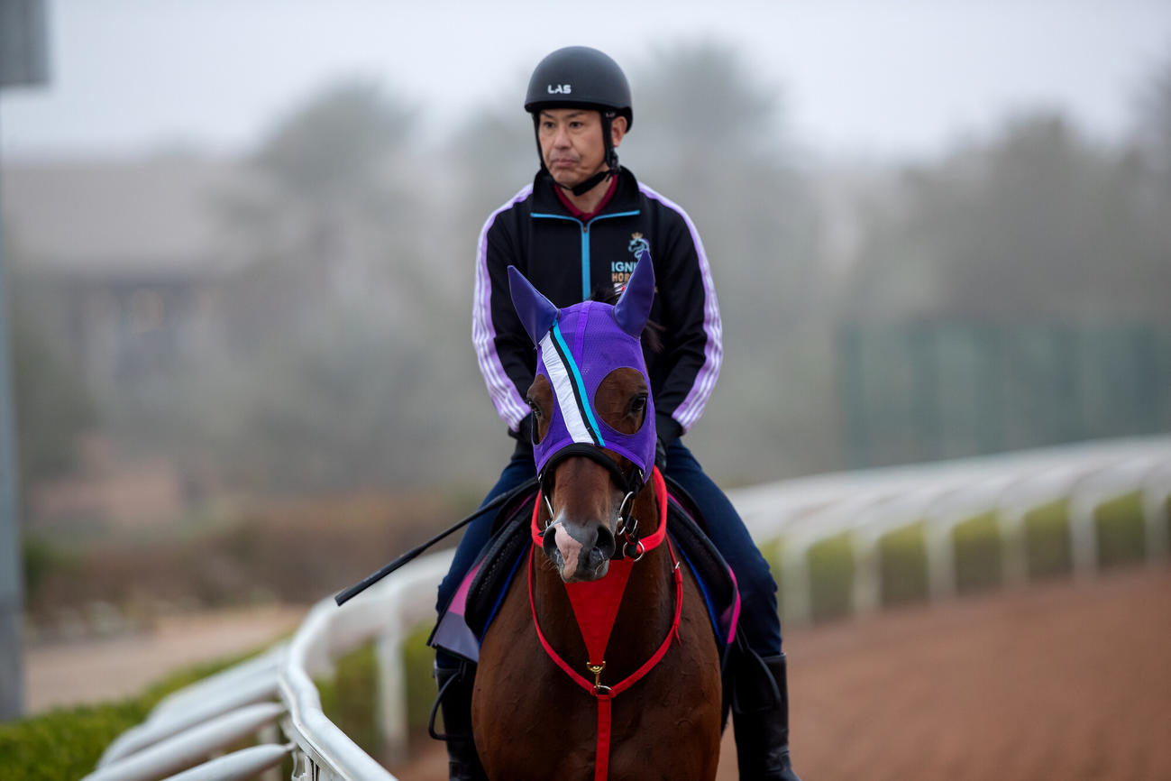 16日朝のイグナイター（（C）Jockey Club of Saudi Arabia／Ali Al－Abdullah）