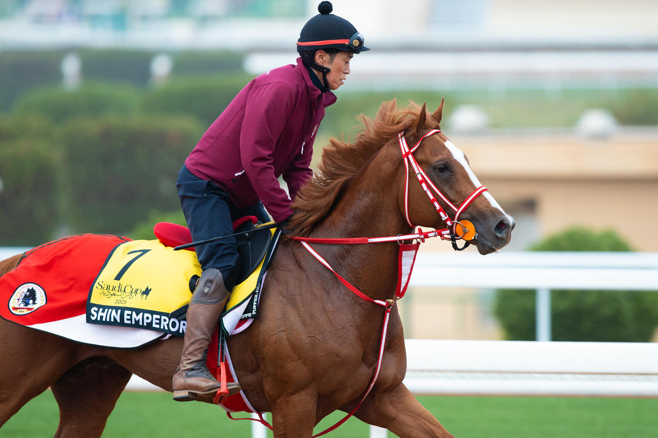 16日朝のシンエンペラー（（C）Jockey Club of Saudi Arabia／Ali AlZenaidi）
