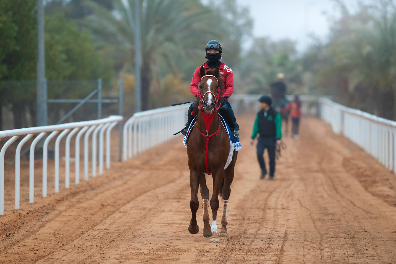 16日朝のウインマーベル（（C）Jockey Club of Saudi Arabia／Ali AlZenaidi）