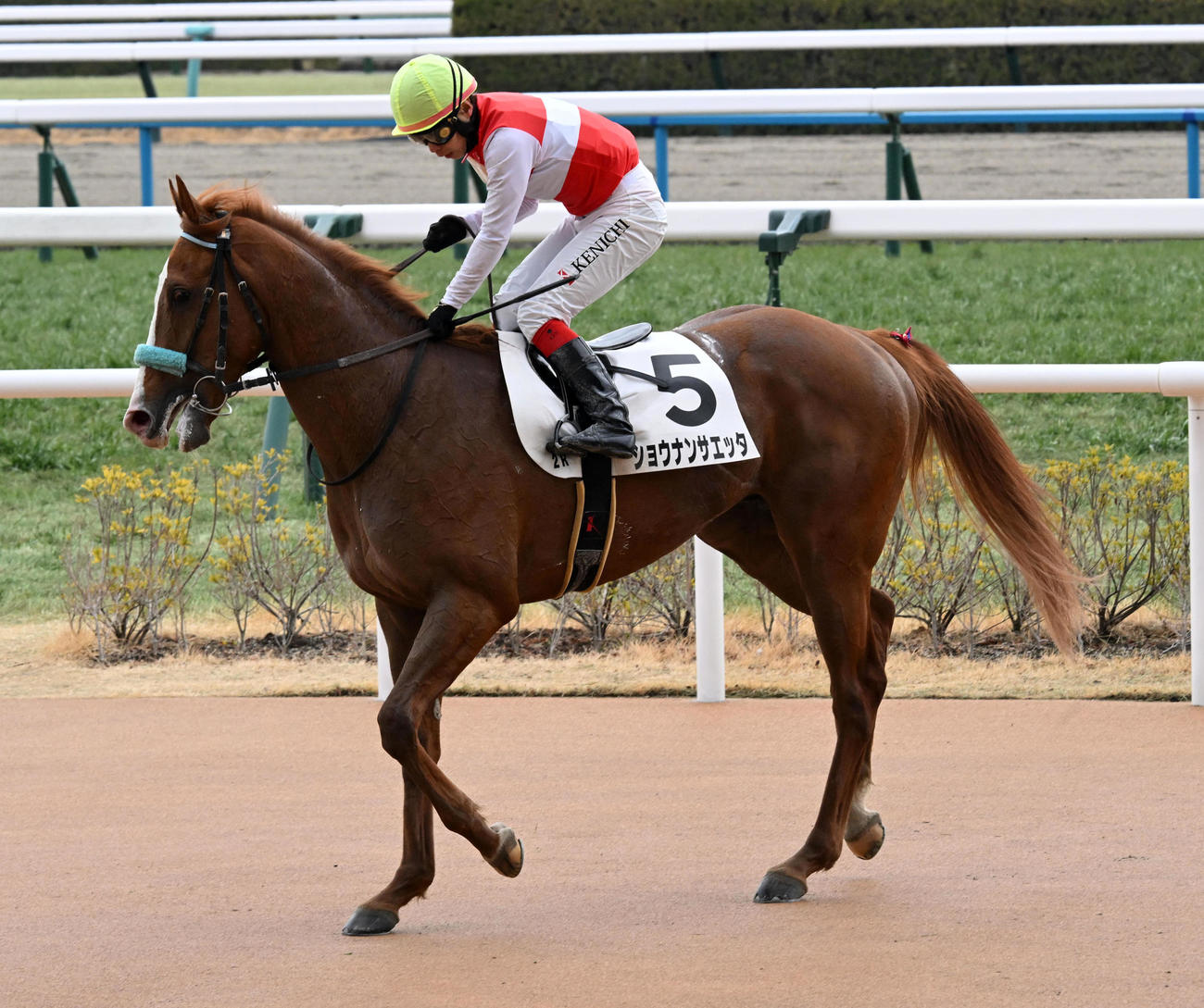 新馬戦を制したショウナンサエッタ（撮影・前岡正明）
