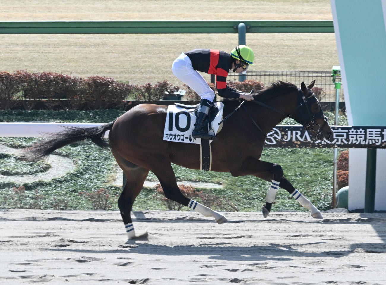 東京3R、新馬戦を制したホウオウゴールドと横山和騎手（撮影・千葉一成）